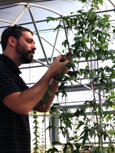 Brian Pearson inspecting hops (00000003)